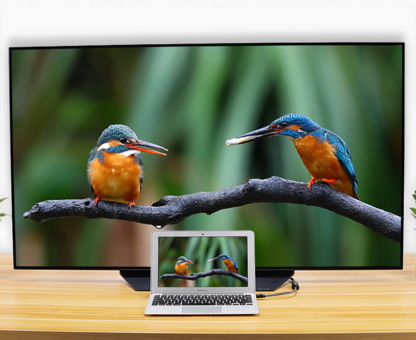Two birds on a branch displayed on a large screen with a smaller screen below showing the same image.